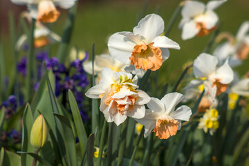 spring flowers in the garden - narcissus, tulips, hyacinth flowers