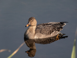 The bean goose (Anser fabalis or Anser serrirostris) swimming in dark water of a pond in sunlight in late autumn