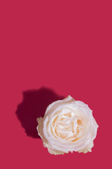 Rose bud with hard shadow on viva magenta color background with copy space vertical format