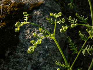 Macro shot of young, bright green leaves of bracken (pteridium) growing in forest in early spring