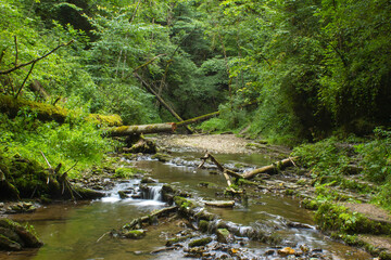 Gauchach Gorge, Black Forest, Germany