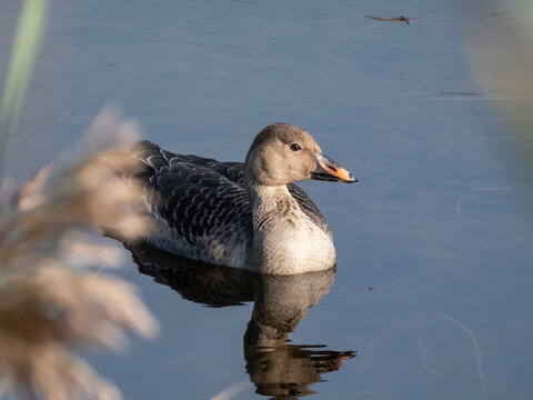 The bean goose (Anser fabalis or Anser serrirostris) swimming in dark water of a pond in sunlight in late autumn