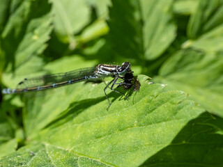 Close-up of the female blue form of the azure damselfly (Coenagrion puella) eating it's prey on a green leaf. Macro of an insect fly caught by damselfy