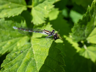 Close-up of the female blue form of the azure damselfly (Coenagrion puella) eating it's prey on a green leaf. Macro of an insect fly caught by damselfy