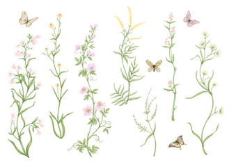 Wild flowers and butterflies Clip art, set of elements for design Vector illustration. In botanical style