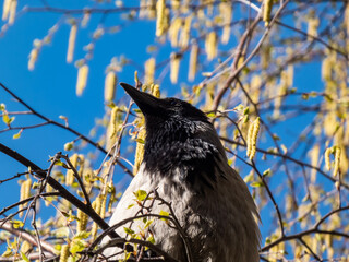 Beautiful close-up shot of the hooded crow (Corvus cornix) sitting in a birch tree branches flowering with yellow flowers