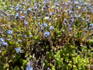 Close-up shot of the early forget-me-not (Myosotis ramosissima) blooming with blue flowers in a meadow