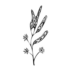Abstract blade of grass vector. Decorative flower for compositions. Black and white graphics of botany. Twig with leaves vector.