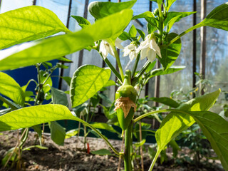 Close-up a small, green pepper fruit starting to grow and mature from the white flower of pepper plant growing in a greenhouse in sunlight
