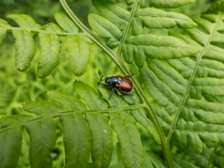 Fototapeta premium The garden chafer or garden foliage beetle (Phyllopertha horticola) with chestnut-brown wing casings, head, thorax and legs are shiny dark green or bluish on a leaf