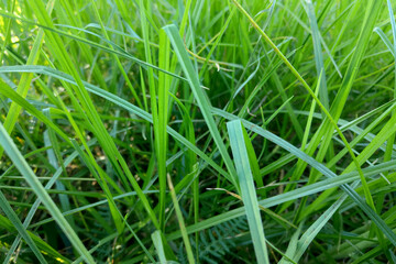 The background of young green grass in the meadow. The background of nature.