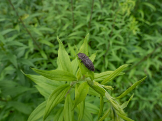 Close-up shot of the click beetle (Agrypnus murinus) on a plant. The body is grey-brown with greyish points, while legs and antennae are dark-brown