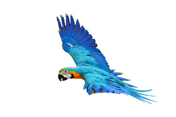 Colorful Macaw parrot flying isolated on transparent background png file
