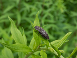 Close-up shot of the click beetle (Agrypnus murinus) on a plant. The body is grey-brown with greyish points, while legs and antennae are dark-brown