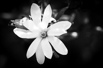White petals of a flower with black background. Black and white depicted. Flowers isolated