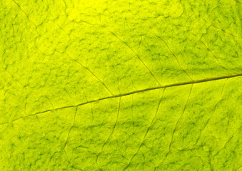 Detailed green leaf texture