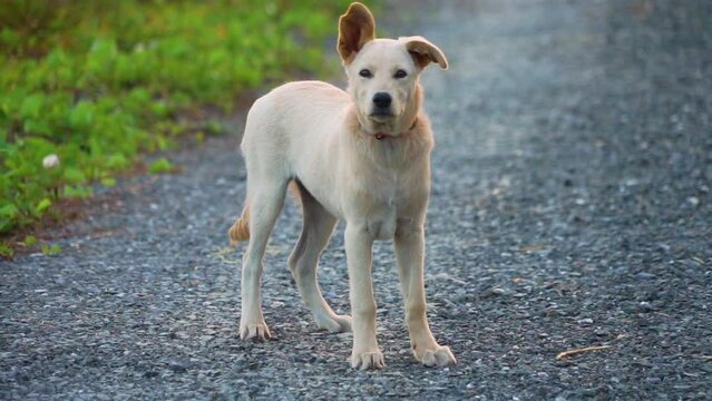 selective focus on young crossbreeds Thai puppy dog white pastel beige colour play and attacking camera