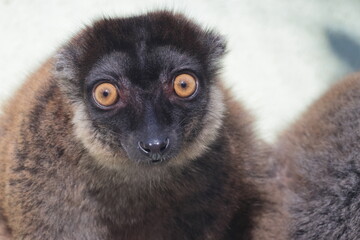 ワオキツネザル