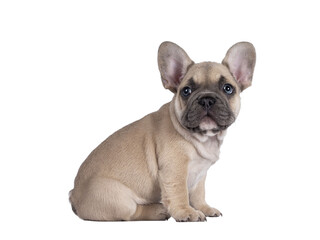 Adorable fawn French Bulldog puppy, sitting up  side ways. Looking curious towards camera with blue...