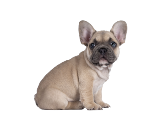Adorable fawn French Bulldog puppy, sitting up  side ways. Looking curious towards camera with blue eyes. Isolated cutout on a transparent background.