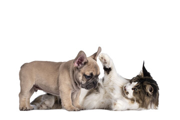 Adorable fawn French Bulldog puppy, standing beside Maine Coon cat. Playing together. Isolated...