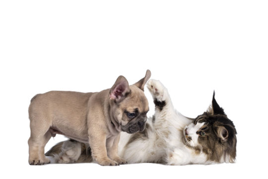 Adorable fawn French Bulldog puppy, standing beside Maine Coon cat. Playing together. Isolated cutout on a transparent background.