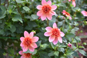 Dahlia rose à fleur simple au jardin en été