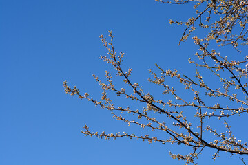 Damson Plum branch with flower buds