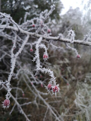 Hoarfrost on plants close up on a very cold foggy morning
