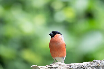 The male Eurasian bullfinch, common bullfinch or bullfinch (Pyrrhula pyrrhula)