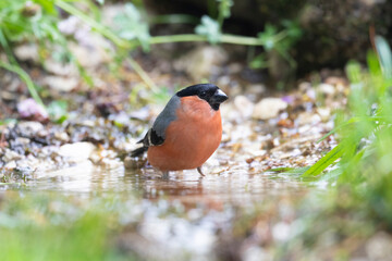 The male Eurasian bullfinch, common bullfinch or bullfinch (Pyrrhula pyrrhula)