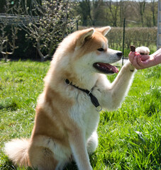 portrait akita regardant une friandise avec amour !