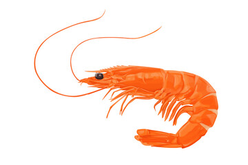 Shrimp icon. Boiled Prawn in shell on a white background. Realistic vector illustration	