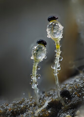 Pillenwerfer (Pilobolus kleinii) Höhe ca. 3mm