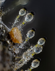 Pillenwerfer (Pilobolus kleinii) Höhe ca. 3mm