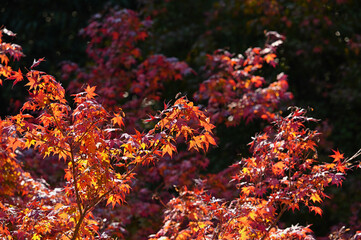 真っ赤に染まるも紅葉