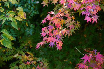 赤く染まる紅葉