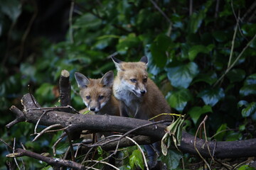 A fox family exploring the garden
