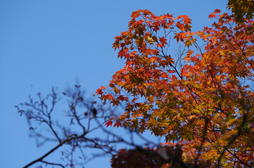 真っ赤に染まる紅葉