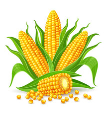 Corn cobs isolated vegetable PNG illustration