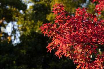 赤く染まる紅葉