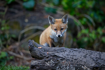 A fox family exploring the garden