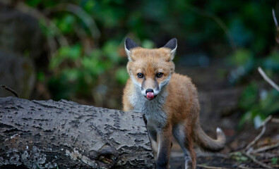 A fox family exploring the garden