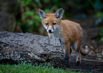 A fox family exploring the garden