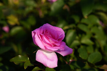 ピンク色の薔薇の花