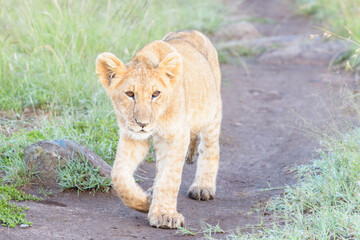 Lion (Panthera leo) cub walking on savanna, close up, Masai Mara national reserve, Kenya.