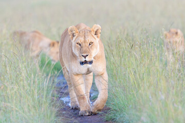 Lioness (Panthera leo) walking on savanna, looking at camera, Masai Mara national reserve, Kenya.
