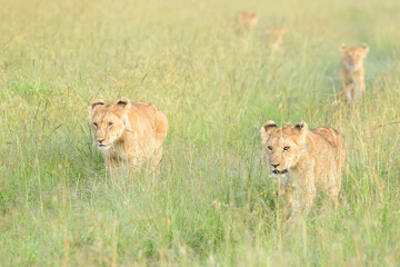 Lion (Panthera leo) cubs walking on savanna, Masai Mara national reserve, Kenya.