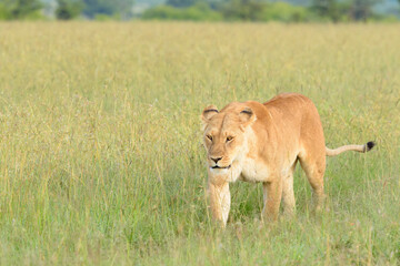 Lioness (Panthera leo) walking on savanna, close up, Masai Mara national reserve, Kenya.