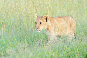 Naklejka premium Lion (Panthera leo) cub walking on savanna, close up, Masai Mara national reserve, Kenya.